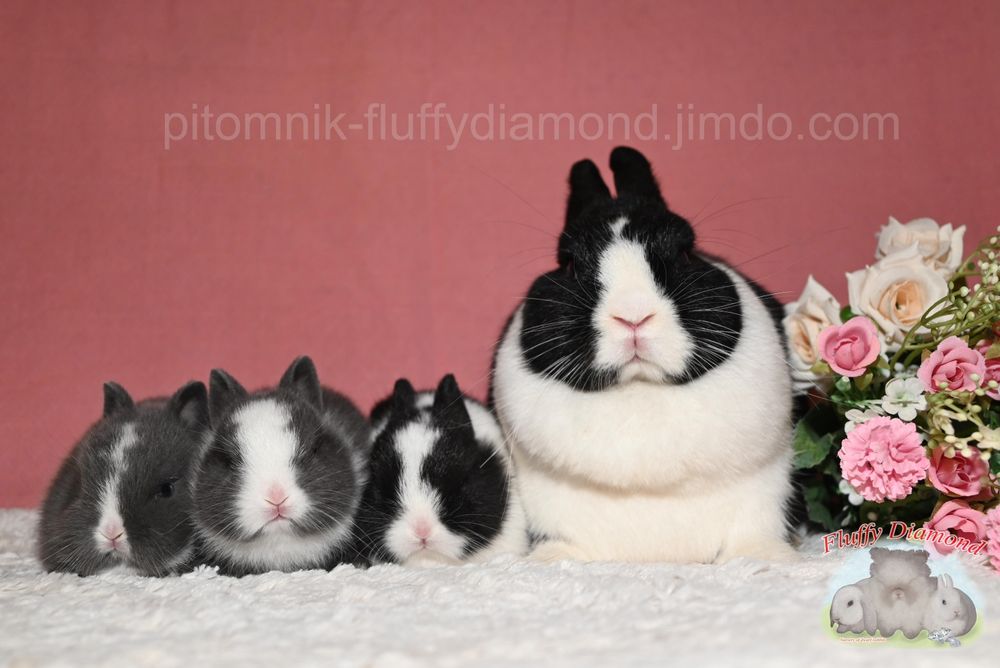 Карликові кролики з розплідника Fluffy Diamond. Великий вибір!Доставка