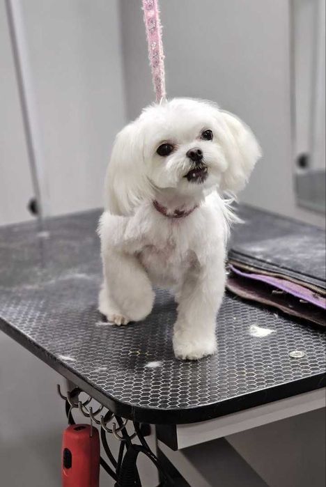 Стрижка собак, купання, триммінг, Львів