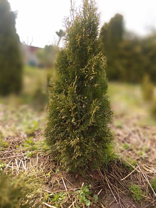 Tuja thuja szmaragdowa, złota. Kopane z gruntu od 50cm do 250cm