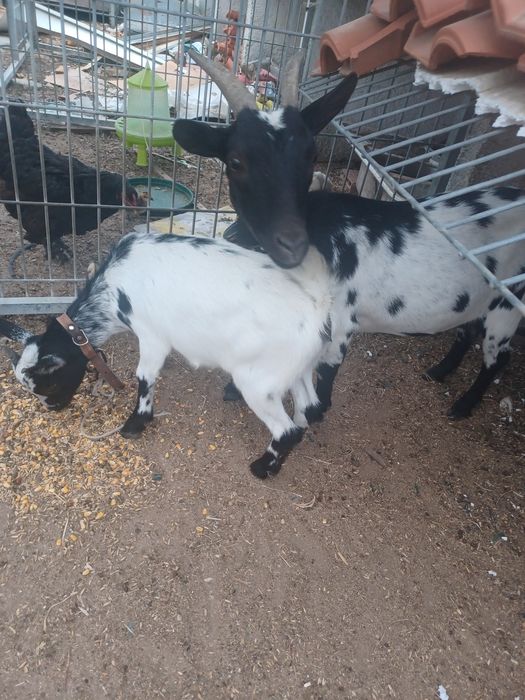 Vendo cabras lindas