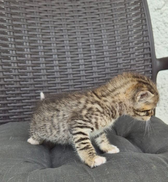 Gatinho para adoção