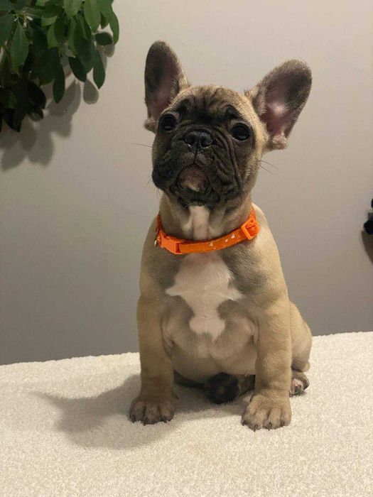 палева дівчинка супер родовід