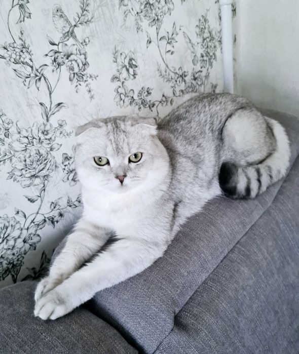 Шотландські кошенята срібна шиншила шотландский котёнок шиншилла