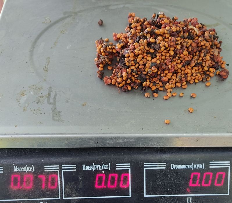 Насіння лимонник китайський