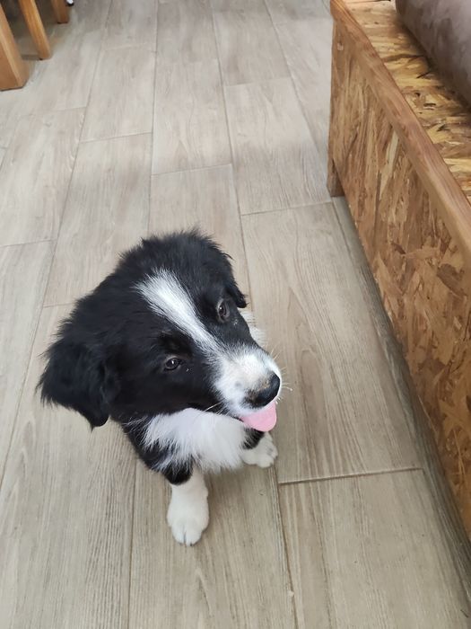 Cachorrinho Border Collie (LOP/RI/pedigree)
