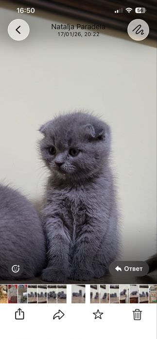 Scottish fold criados em ambiente  familiar