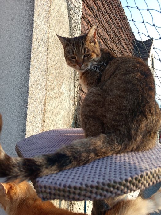 Marysia poleca się do adopcji