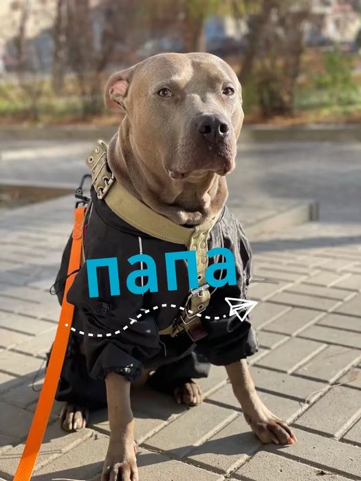 Американський пітбультерєр