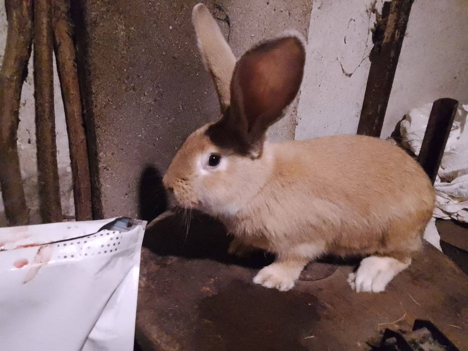 Królik króliki samiec 2025r.