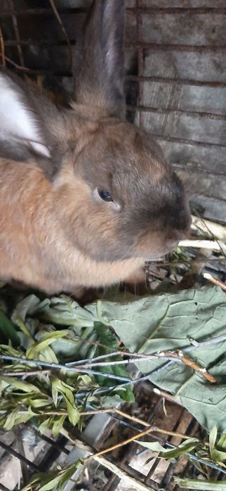 Самцы кроль Кроли кролики