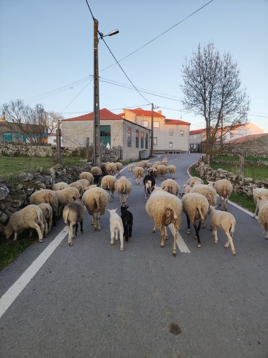 Borregos  INRA 401 PUROS
