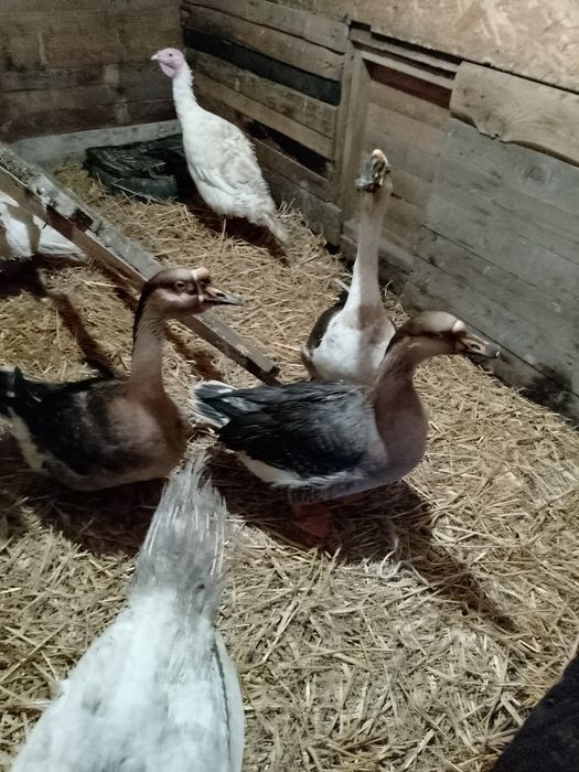 Jajka lęgowe gęsi garbonosych