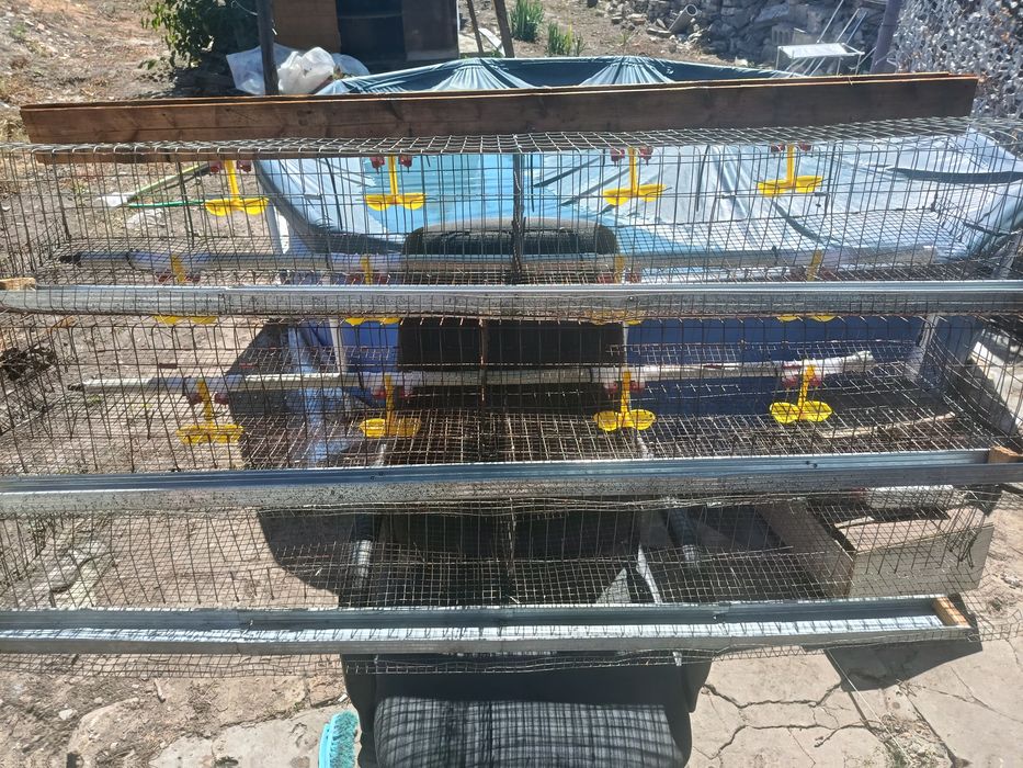 Клетки для перепелов