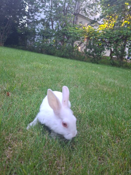 Oddam za darmo króliki miniaturka