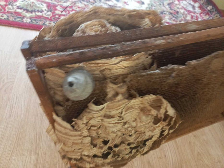 Гніздо шершнів для декору