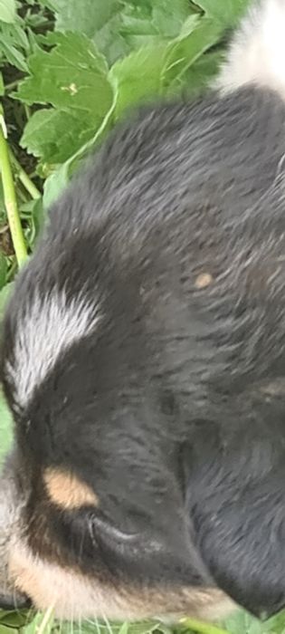 Віддамо цуценят у добрі ручки