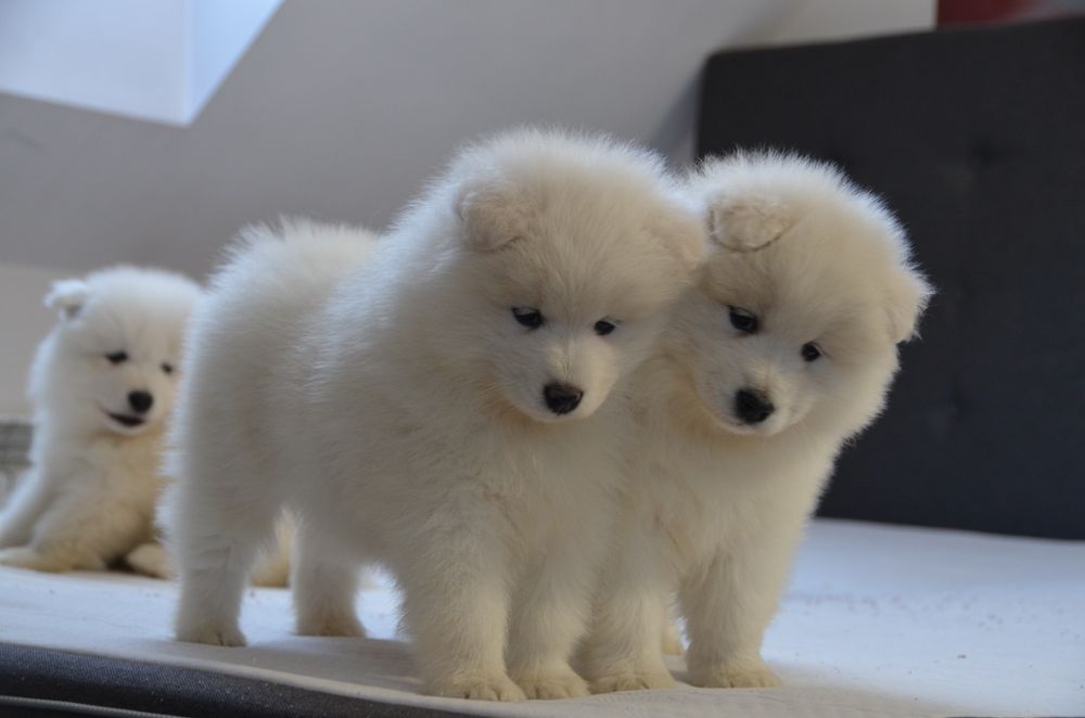 Samoyed ZKwP FCI piesek  suczki