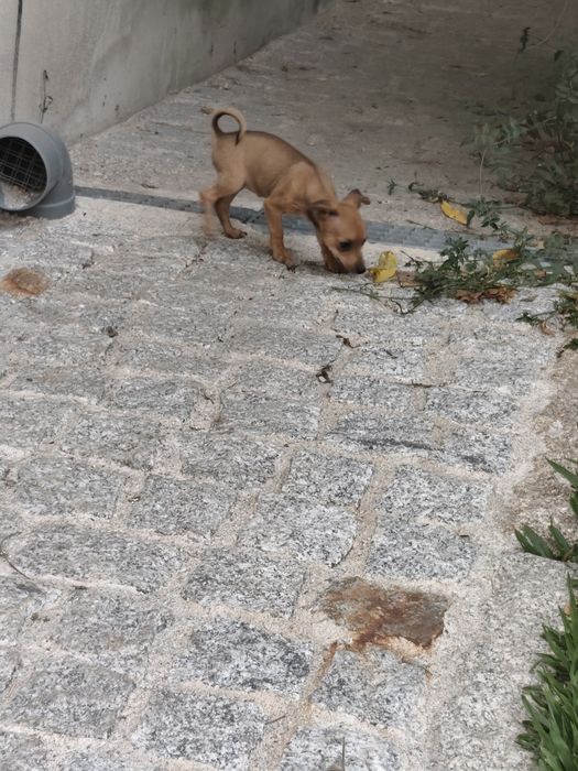 Pinscher fêmea mini
