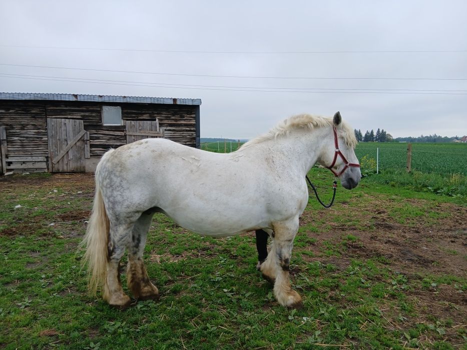 Sprzedam Siwą  Klacz