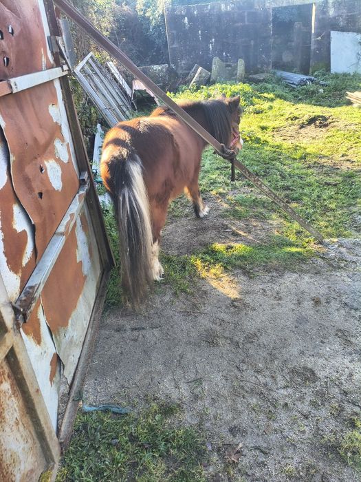 Ponei fêmea mansinha