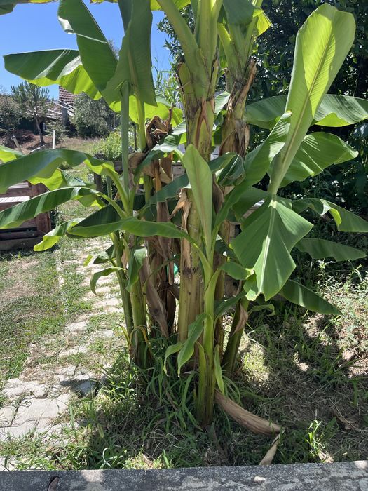 Mudas de bananeira – cultivadas com muito carinho