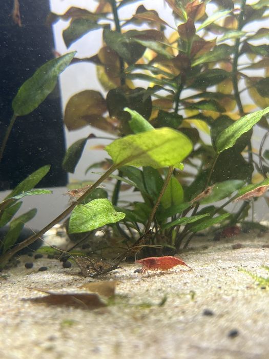 red cherry shrimp