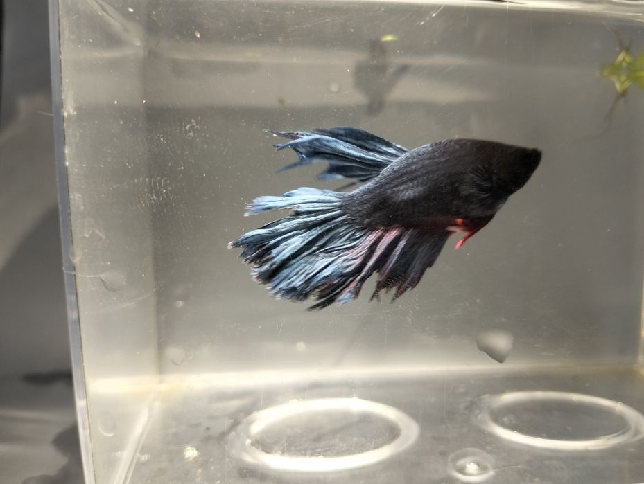 Bettas machos  variadas cores