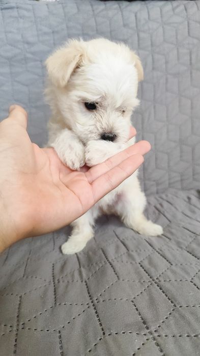 Чистокровні цуценята Мальтійської балонки.