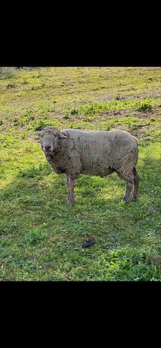 Reprodutor cx sulfock e charoles