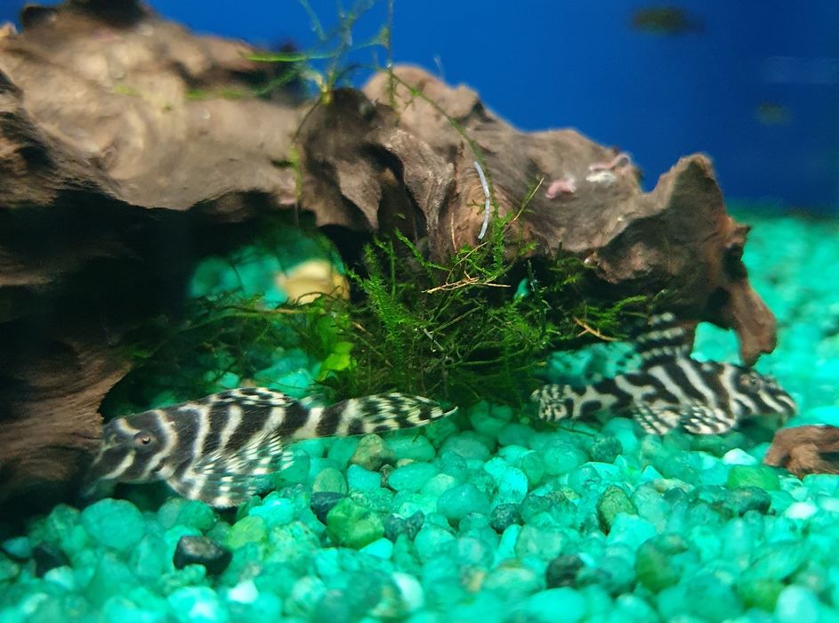 Hypancistrus sp. L333 Kraków (Swoszowice