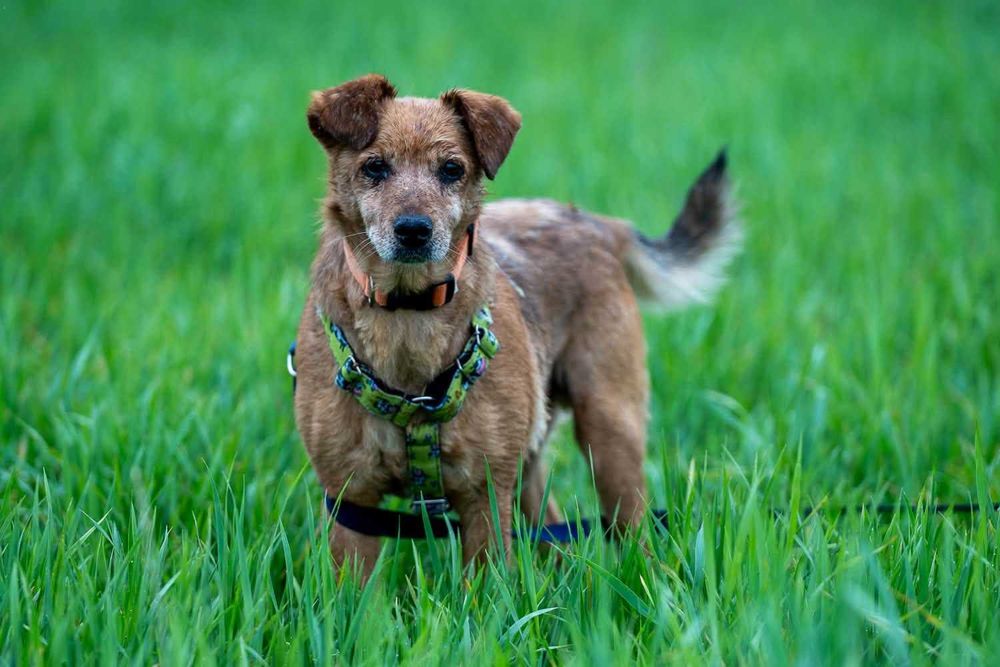 Gucio - uroczy, spokojny psiak szuka kochającego domu - adopcja.