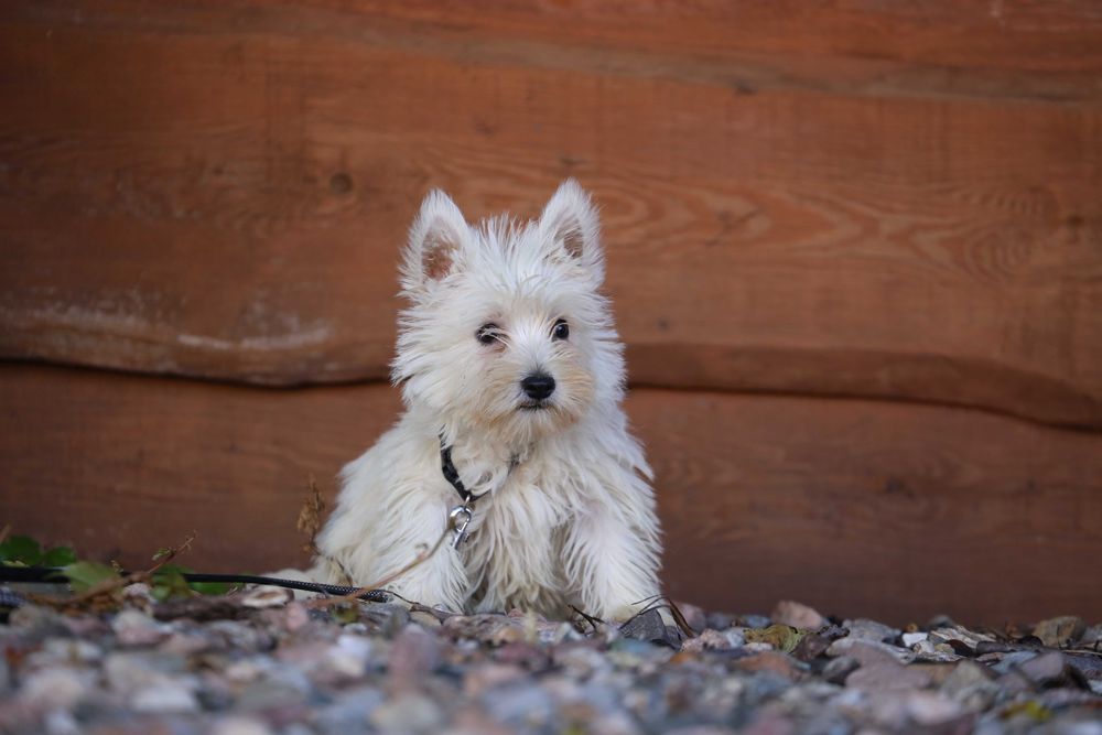 West highland white terrier szczeniak malutki
