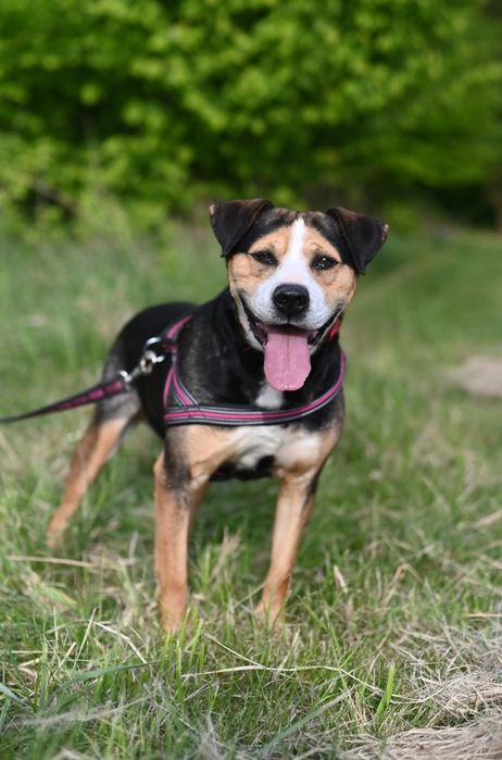 Kochający psiak w typie Ttb czeka na swoj dom