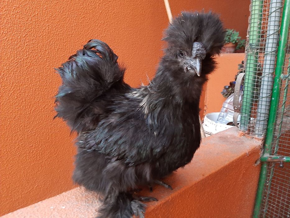 OVOS Brahmas Galinhas Ornamentais Garnizes Sedosas barbudas fracas