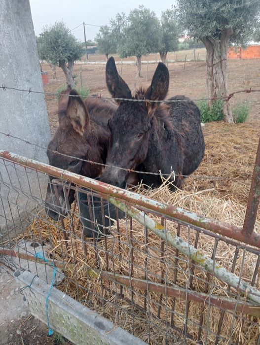 2 burrinhas para venda
