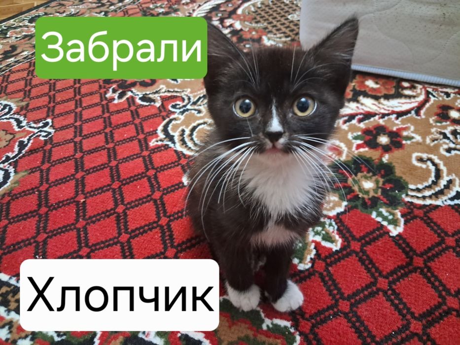 Кошенята в добрі руки