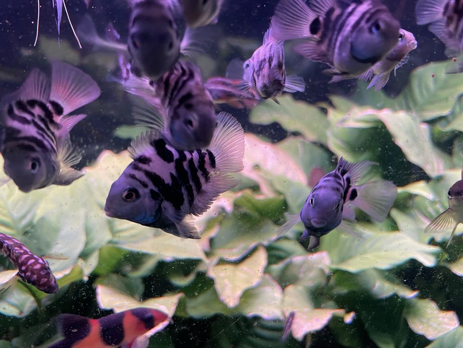 Pielegnica papuzia blue tiger mega promocja !!!