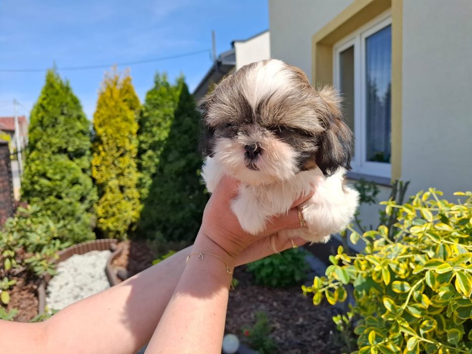 Shihtzu Shih TZU