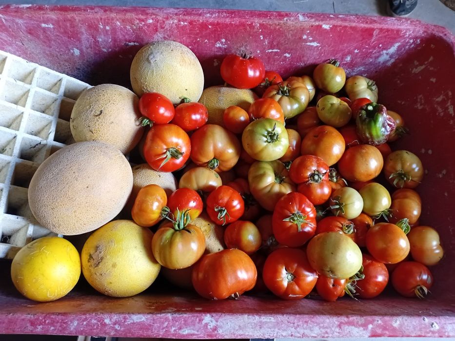 Vendemos legumes