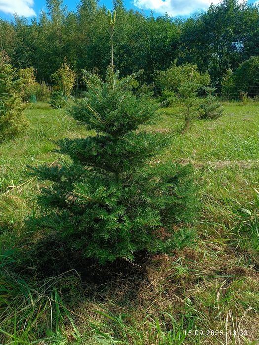 Jodła koreańska blue 1m do 1.5 m