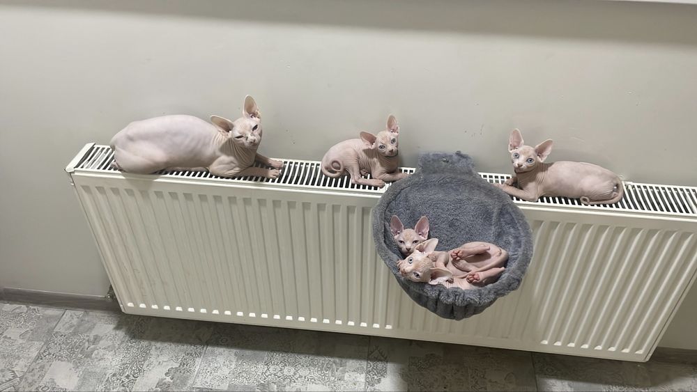 Продам канадський сфінкс