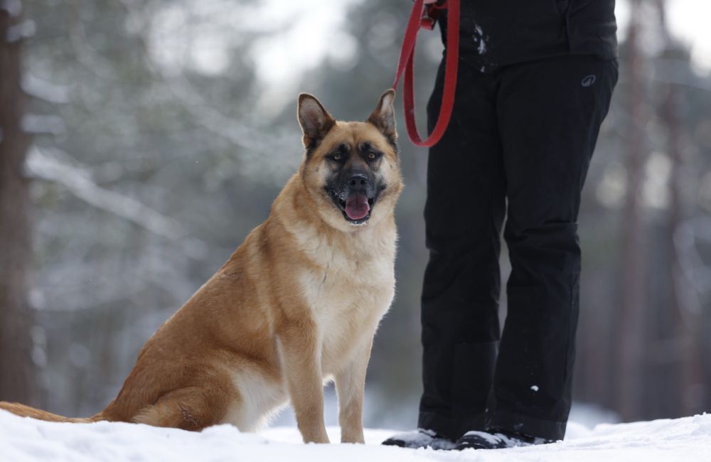 owczarek malinois mix do adopcji