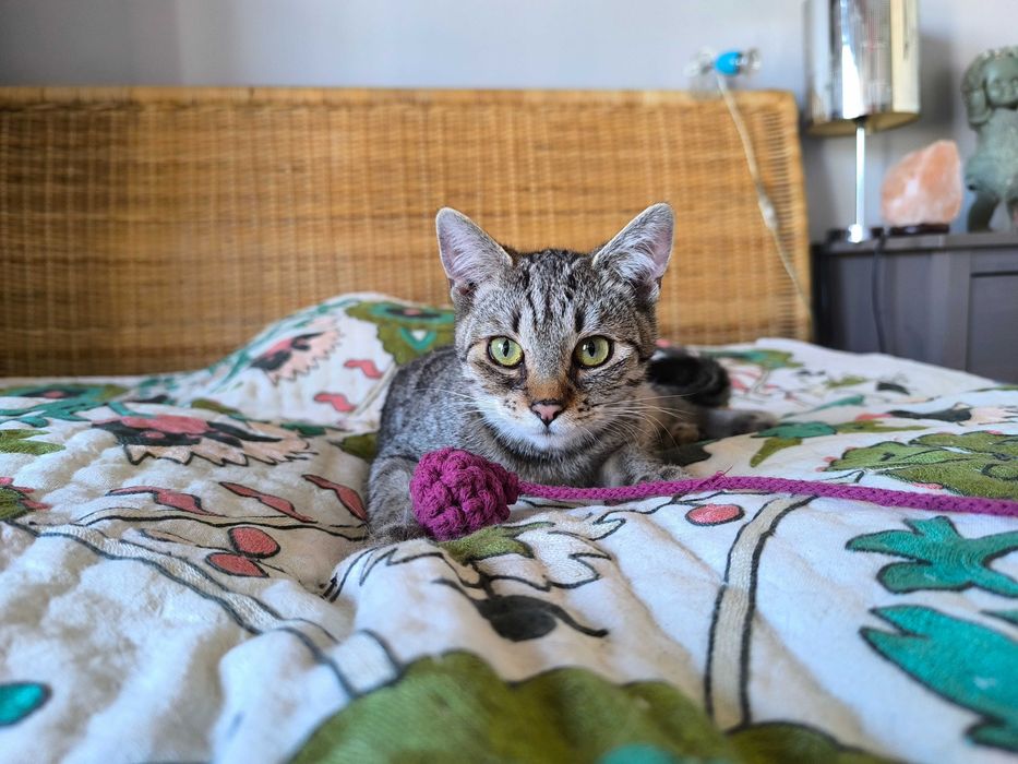 Kot Filemon czeka na dom