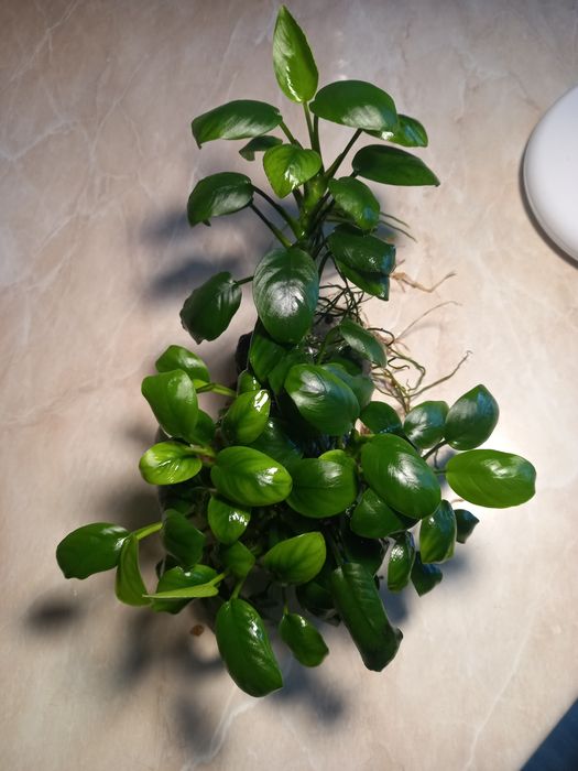 Анубиас Бартери кусты