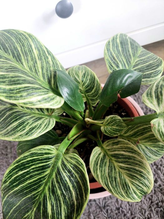 Planta Philodendron Brikin