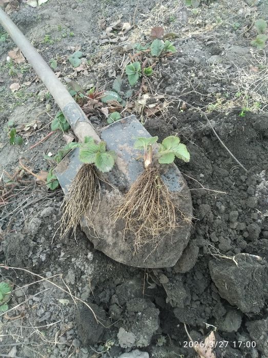 Садженці полуниці опт