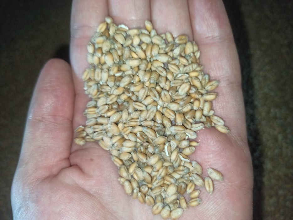 Sprzedam pszenicę Patras - rok po centrali