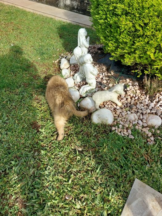 Serra da estrela para adoção
