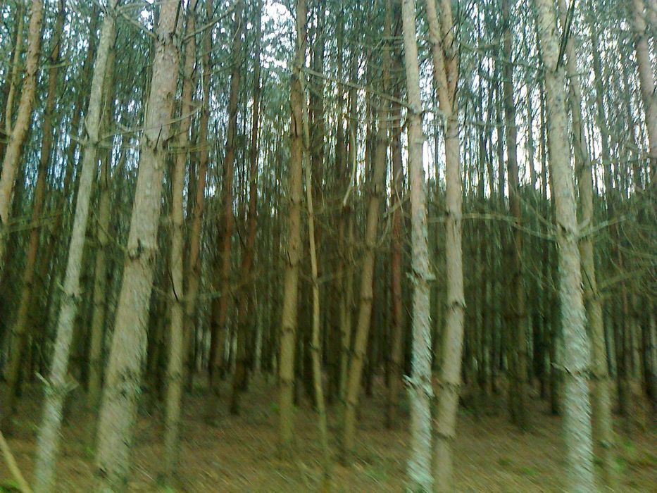 sprzedam drewno z przecinki