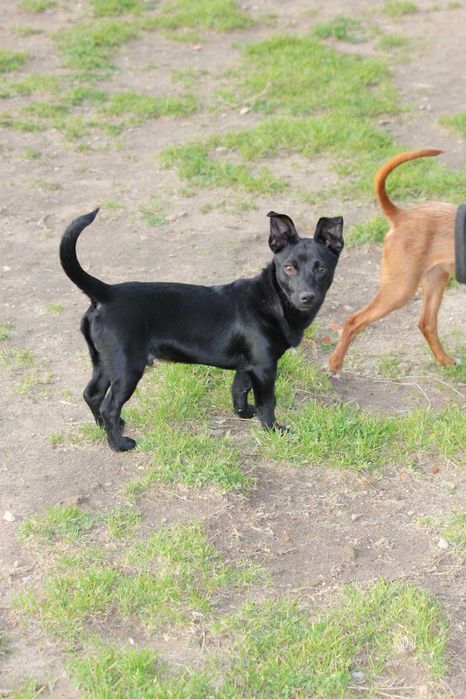 Caozinho de 8 meses e 5kg